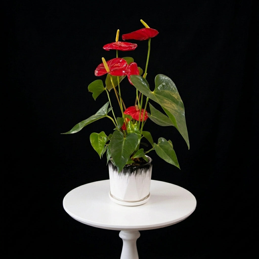 Anthurium Red Small