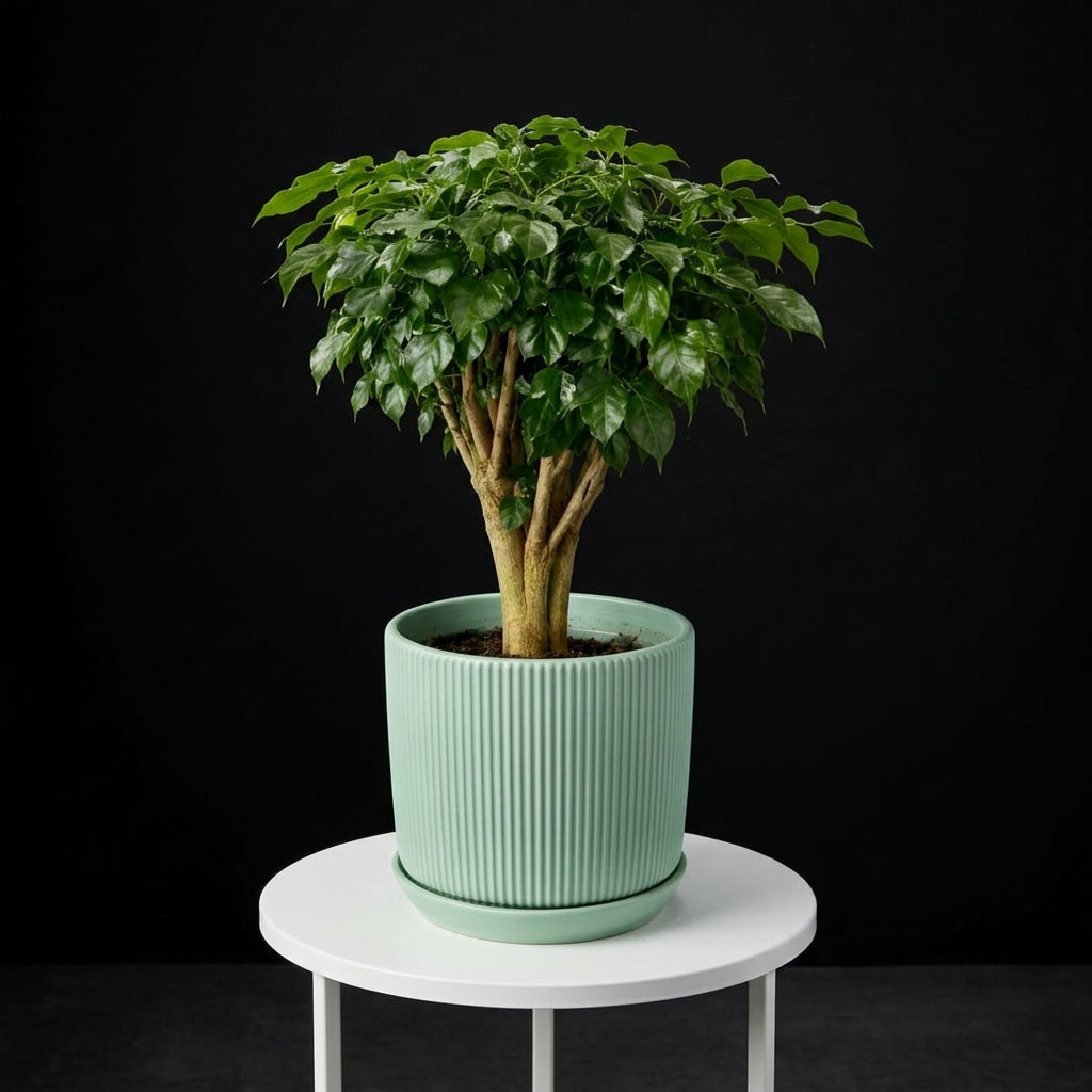 Schefflera Small Plant