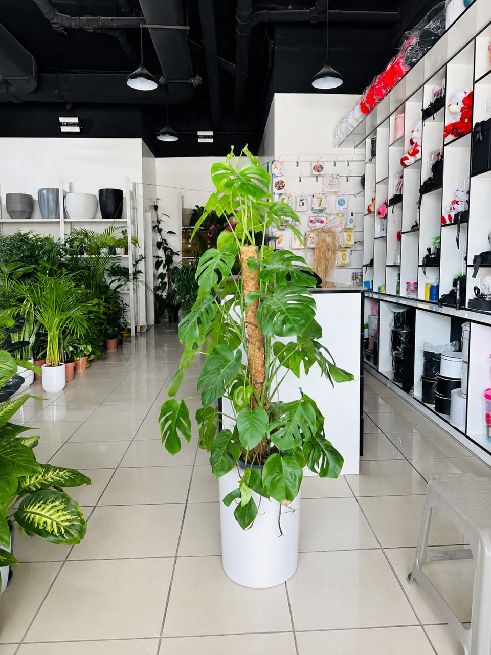 Majestic Monstera Deliciosa