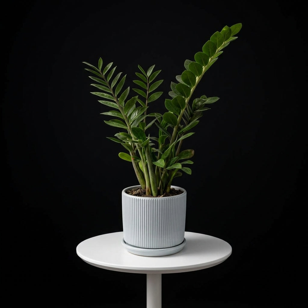ZZ Small Plant