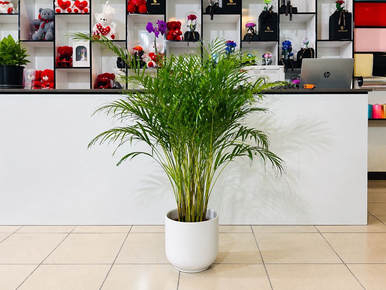 Holland Areca Palm in White Ceramic Pot