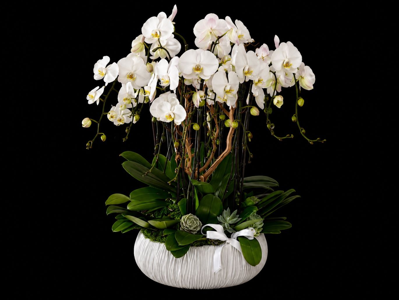 Dash of 12 Stems of Orchid Heaven