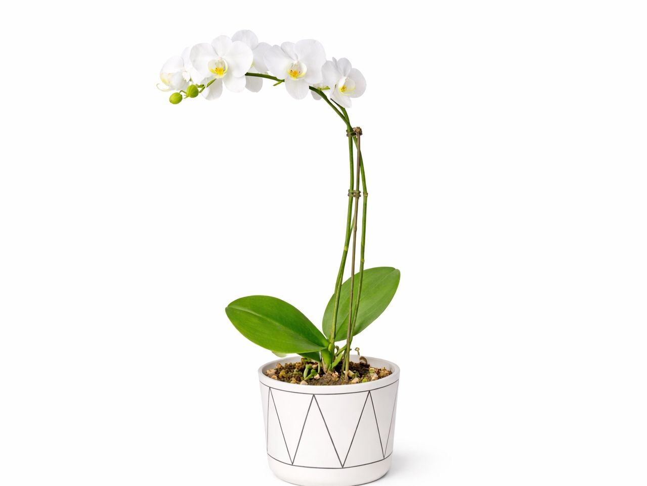 Double stem white orchid in ceramic pot