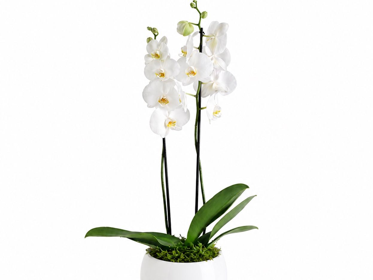 Mini 2 Stem White Orchid with Pot