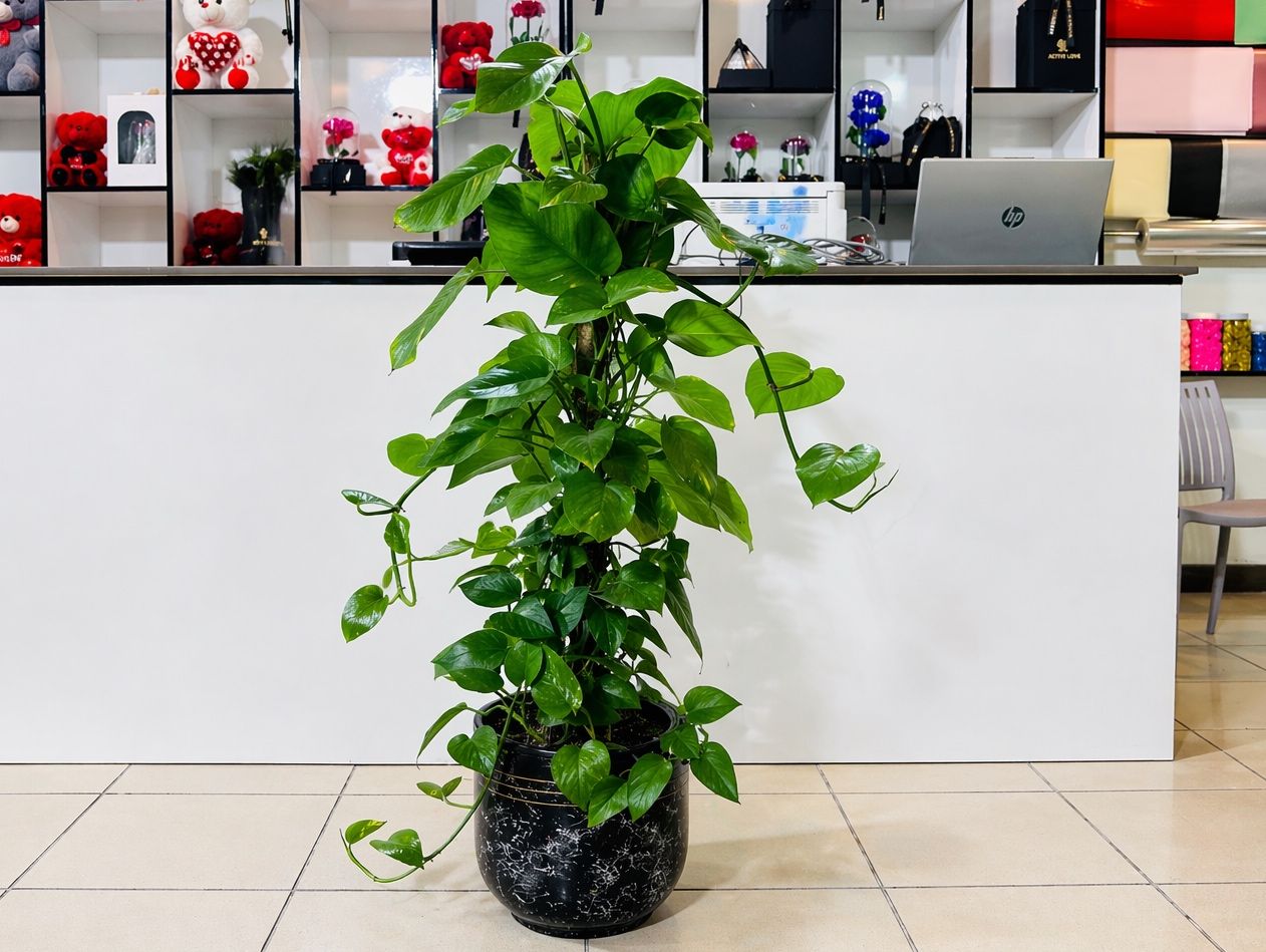 Climbing Pothos Plant in A Ceramic Pot