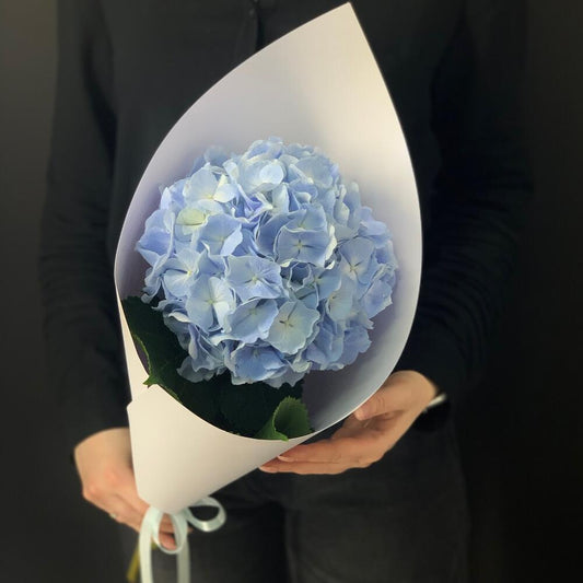 Hydrangea