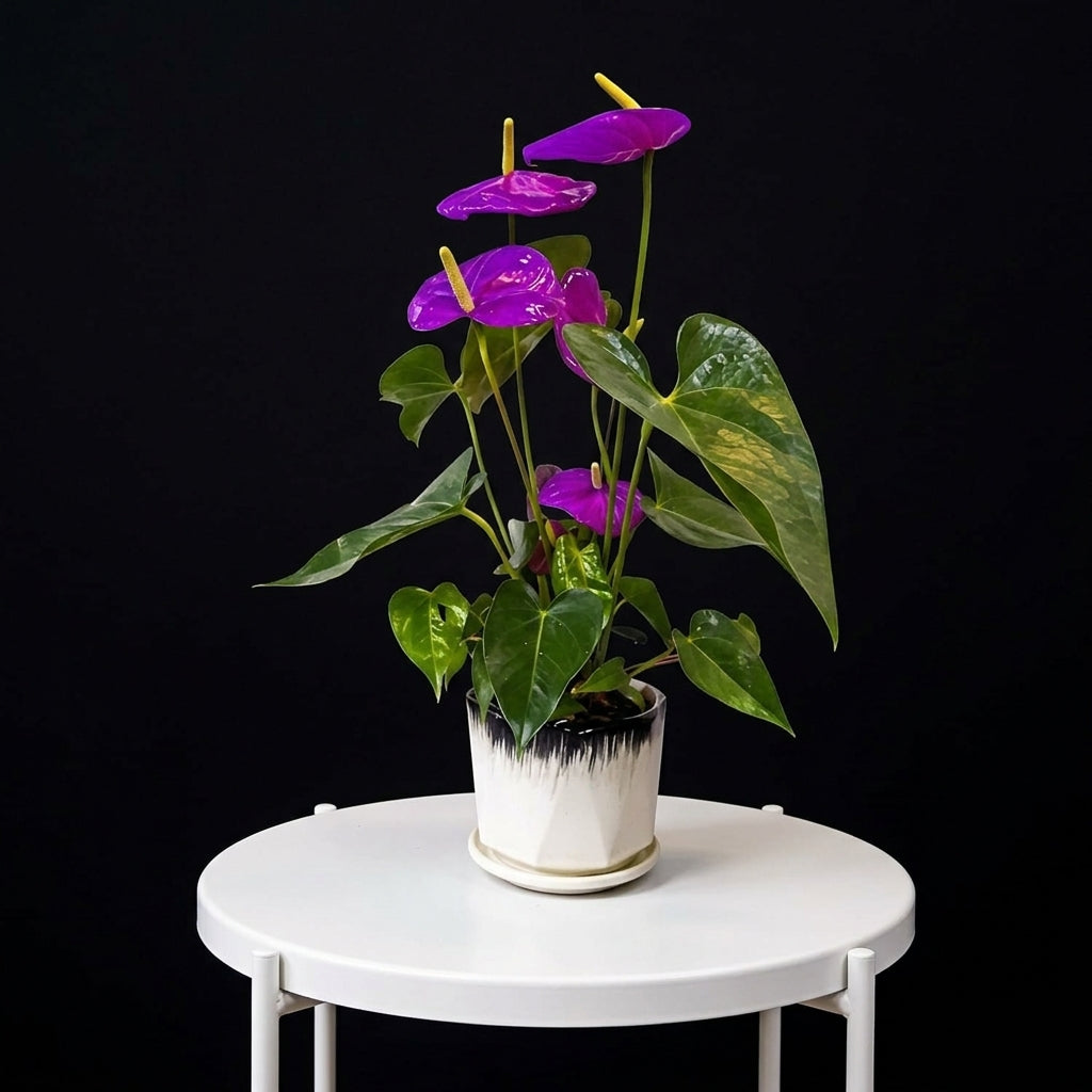 Anthurium Purple Small