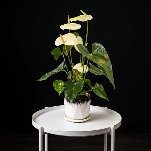Anthurium White Small