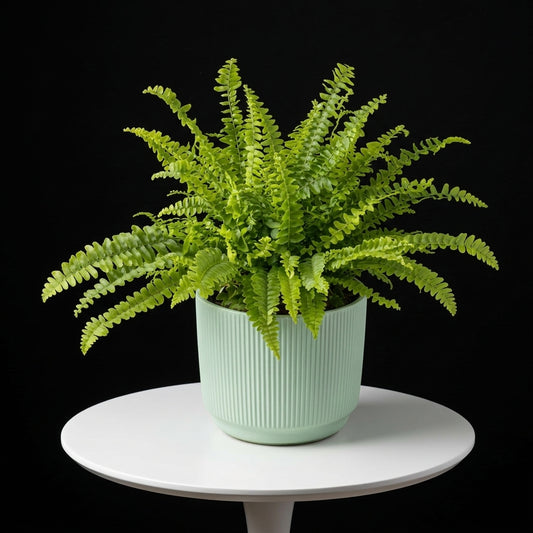 Boston Fern Small Plant