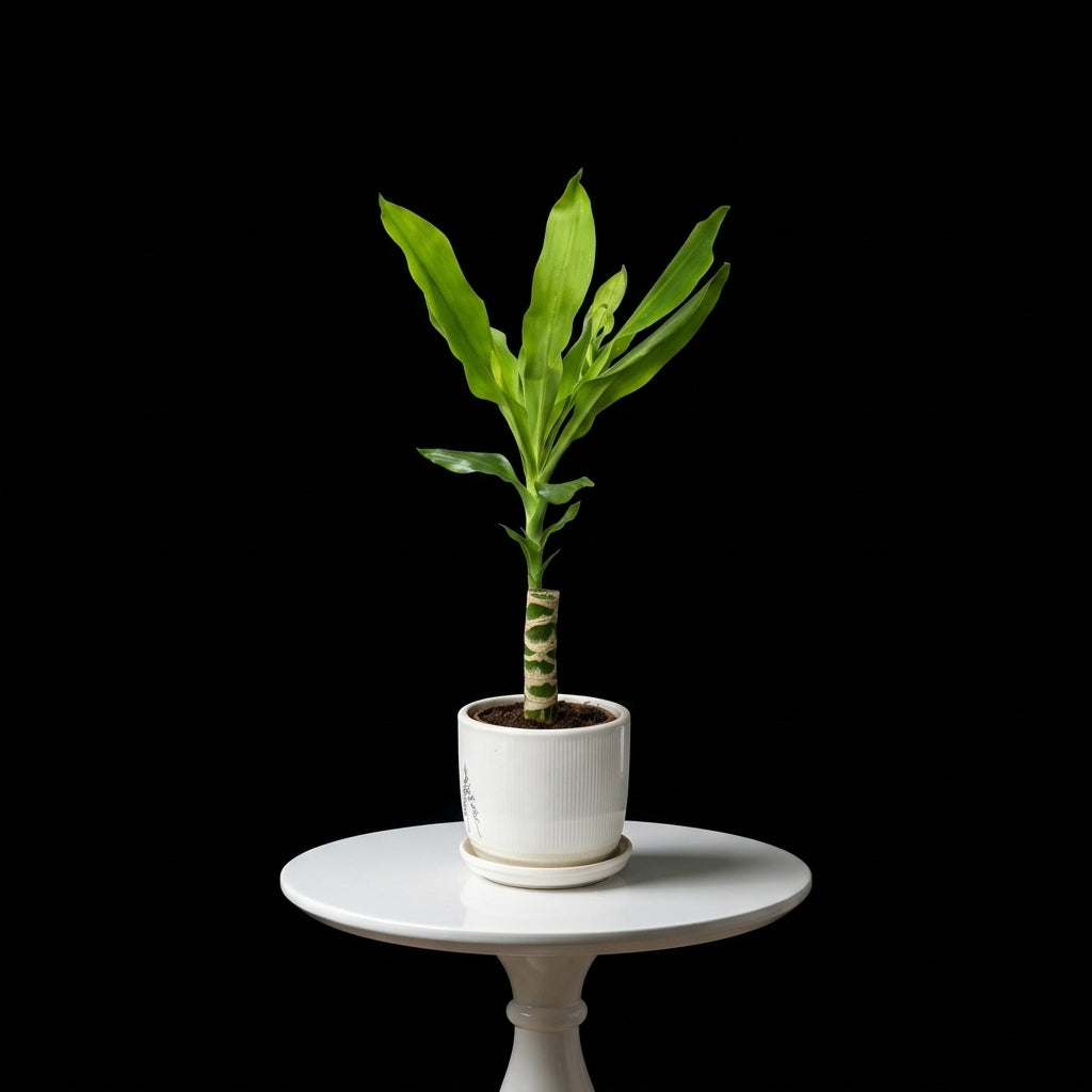 Dracaena Small Plant