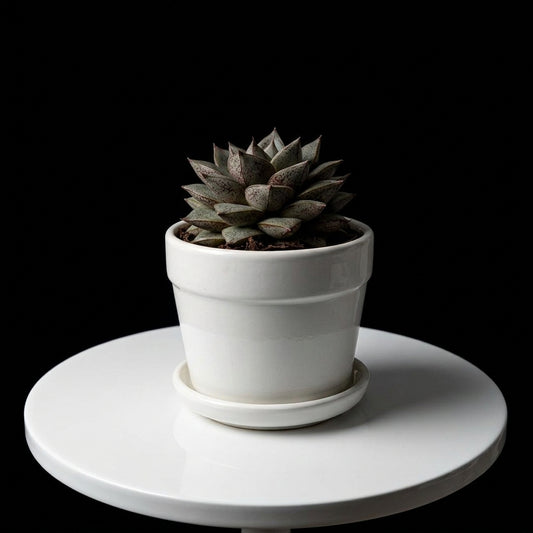 Echeveria Small Plant