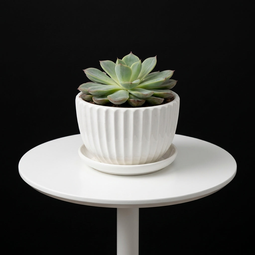 Echeveria Small Plant 2