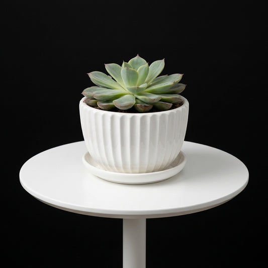Echeveria Small Plant 2