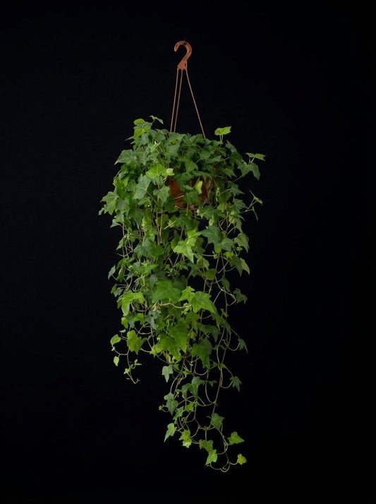 English Ivy (Hanging Pot)