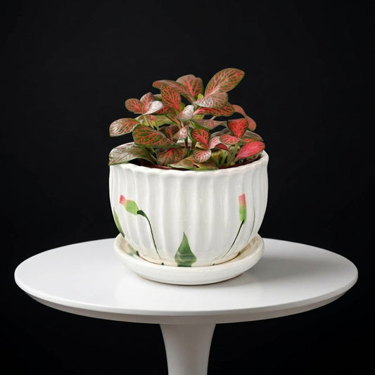 Fittonia Small Plant