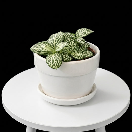Fittonia Small Plant 2