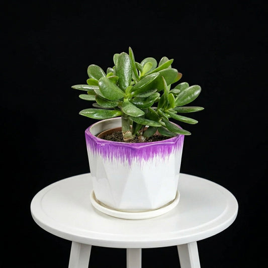 Jade Plant Small