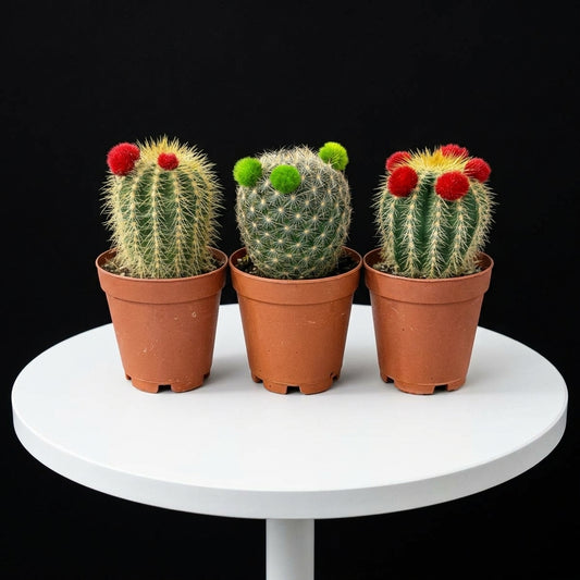 Mammillaria Cactus Set of 3