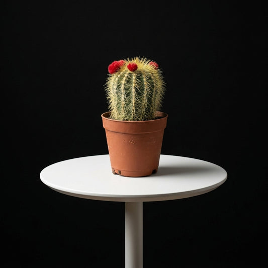 Mammillaria Small Cactus