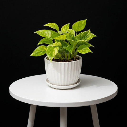 Money Plant Small