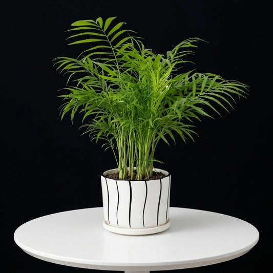 Parlor Palm Small