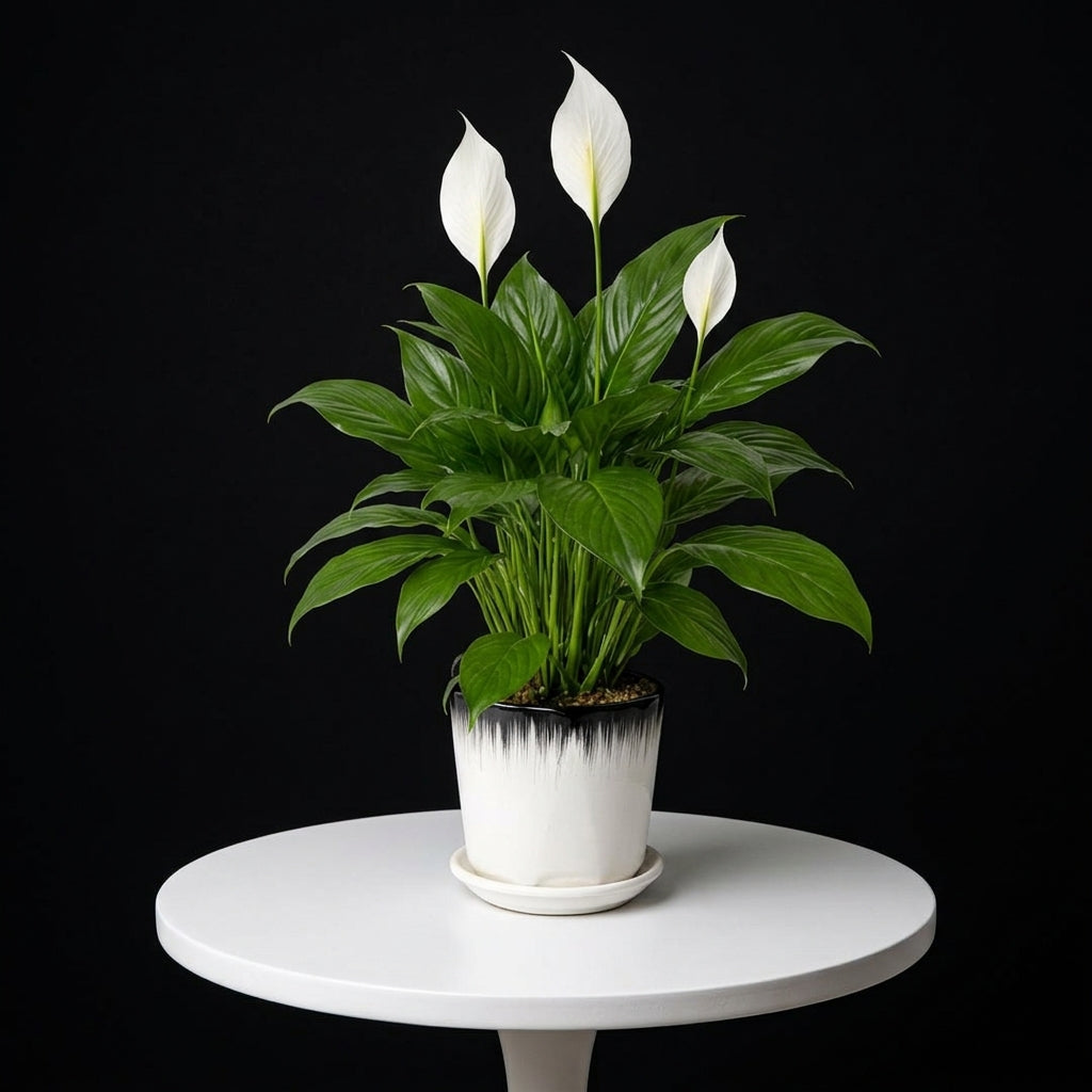 Peace Lily Small Plant