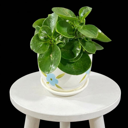 Peperomia Obtusifolia Small