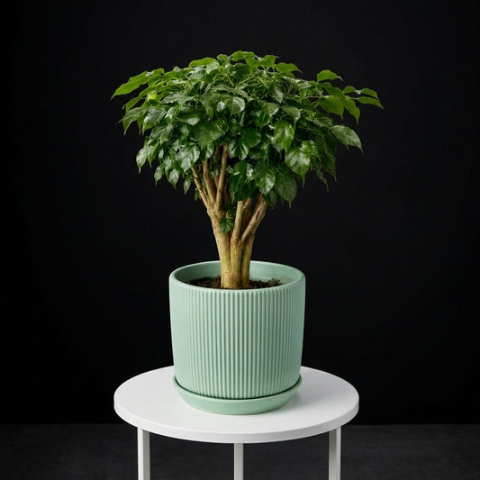 Schefflera Small Plant