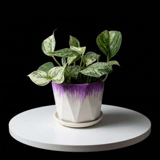 English Ivy Small Plant