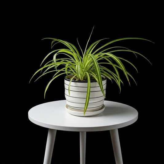 Spider Plant Small