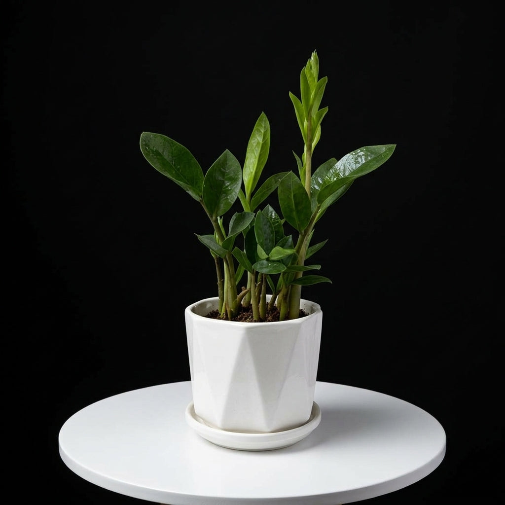 Zamioculcus Small Plant