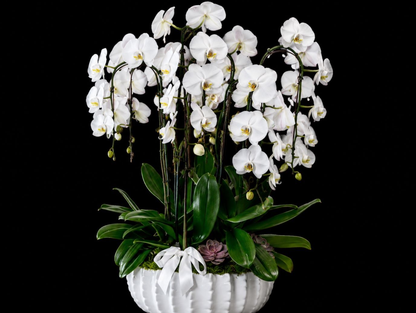 Oceanside Bliss Orchid Garden