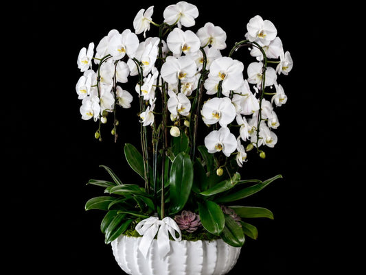 Oceanside Bliss Orchid Garden