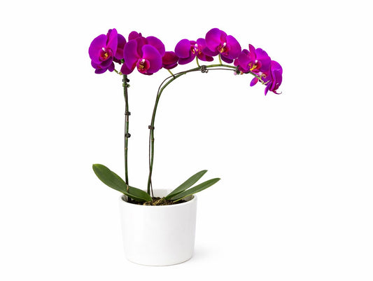 Double Stem Purple Orchid in White Pot