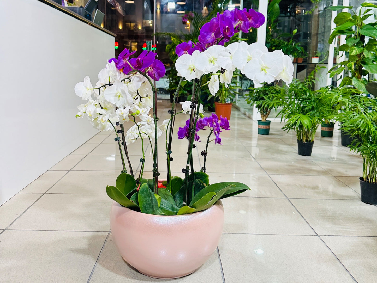 Luxury Orchid Harmony - 12 Stems