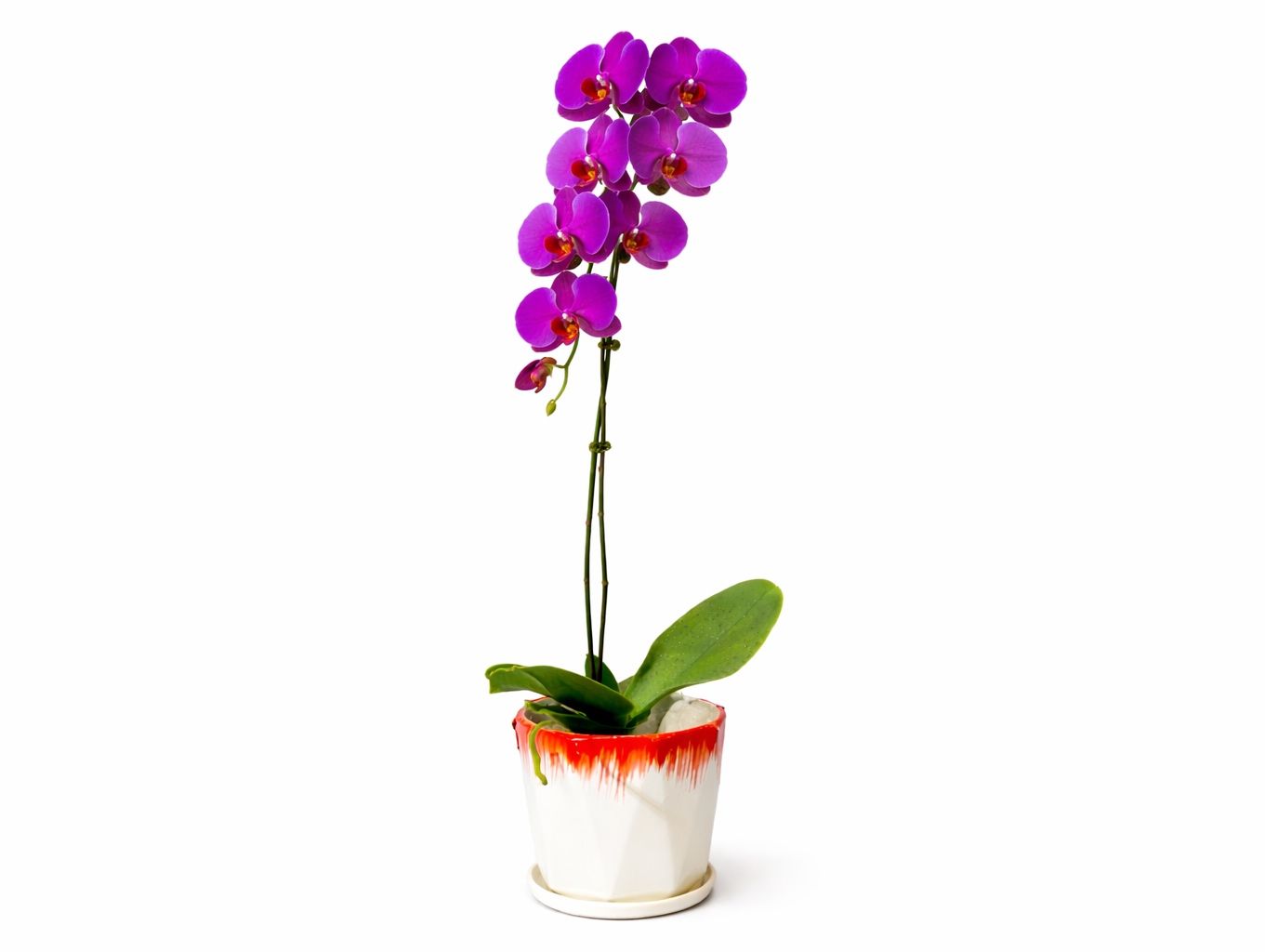 Single Stem Purple Orchid in Ceramic Pot