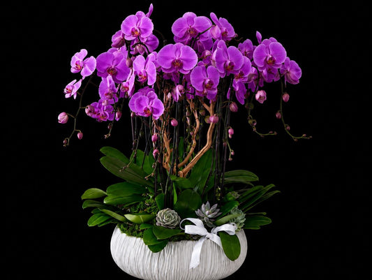 Imperial Purple Orchid Garden