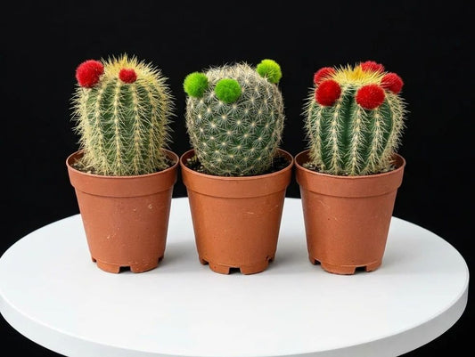 Mammillaria Cactus Set of 3 Pieces