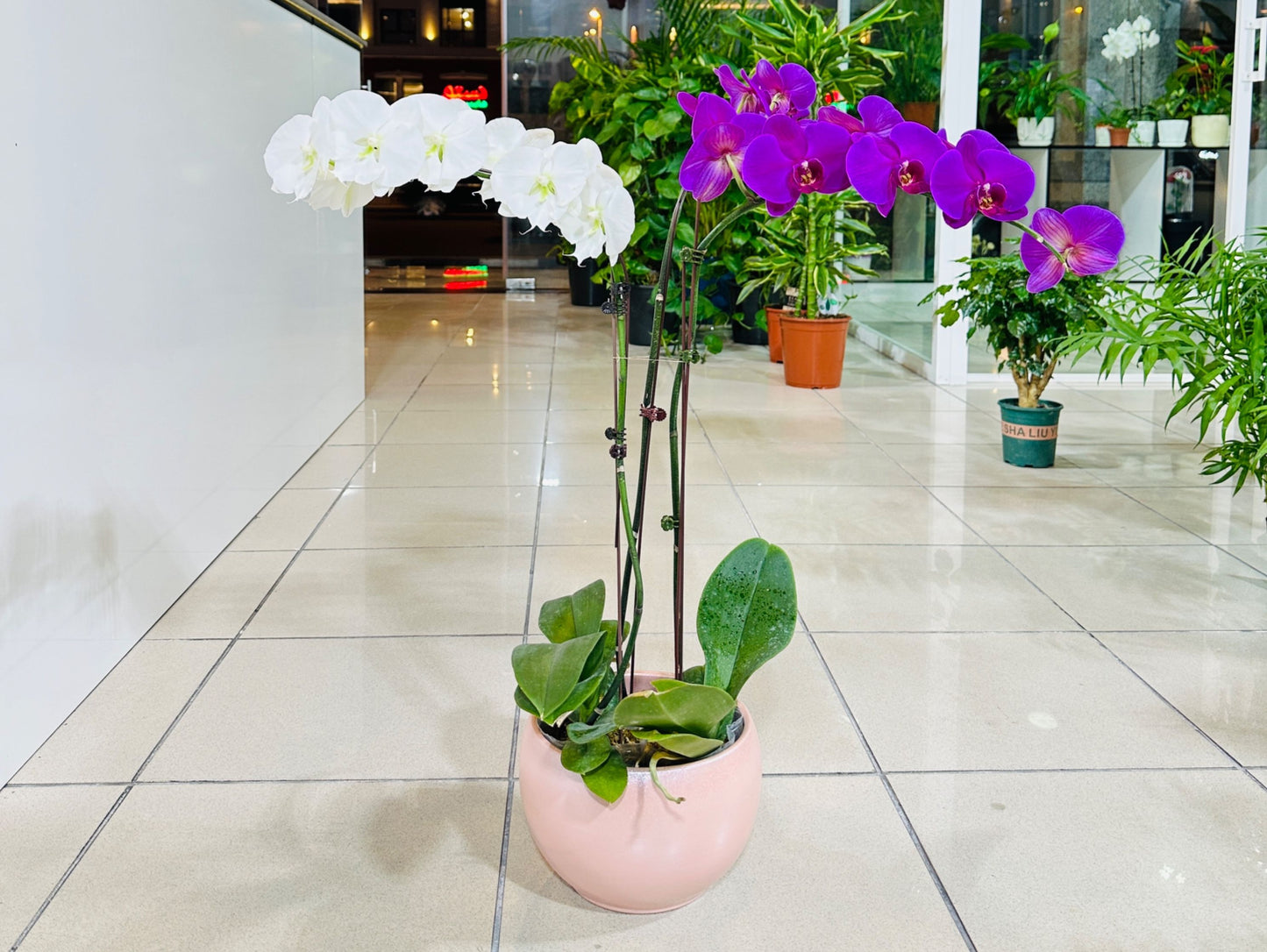 Orchid Trio in A Blush Pink Pot