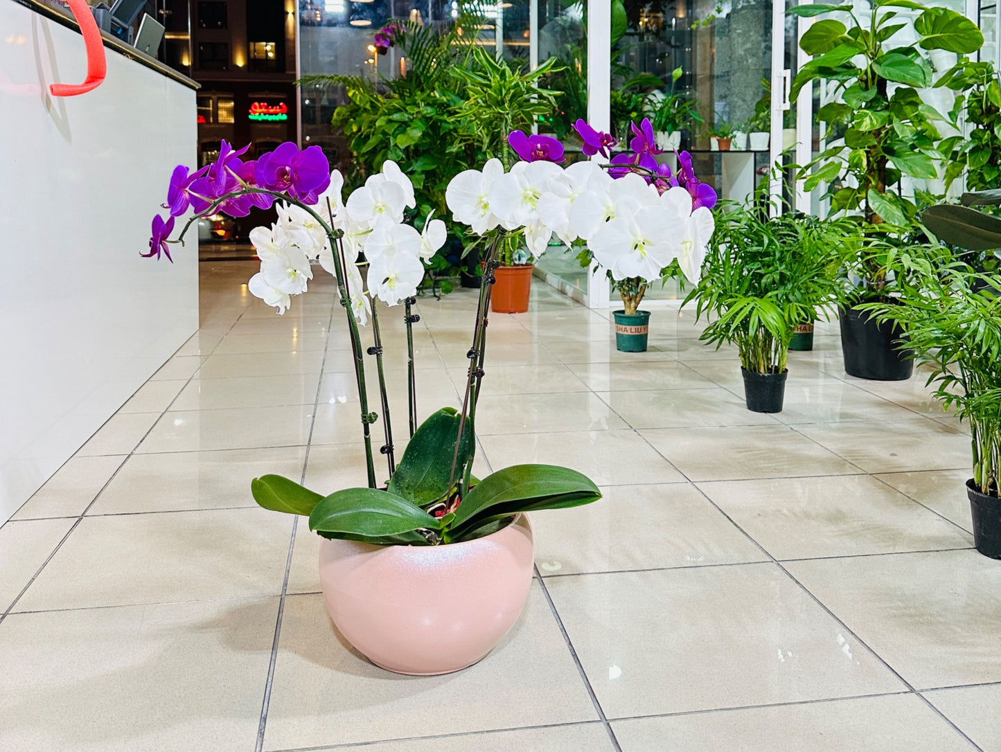 Royal 5 Orchid Elegance