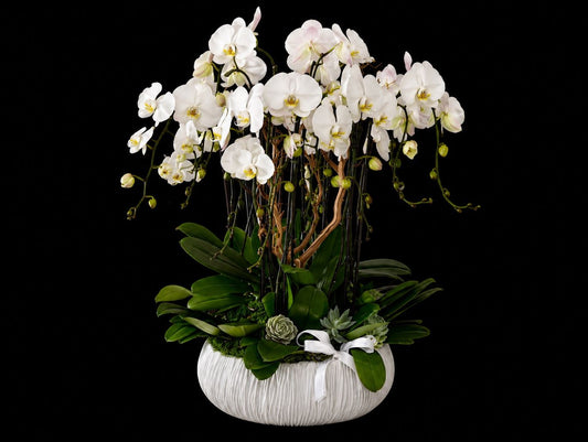 Dash of 12 Stems of Orchid Heaven