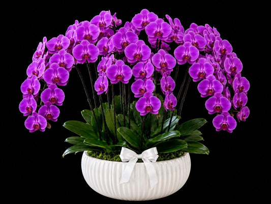 Royal Purple Mini Orchid Collection – 12 Stem