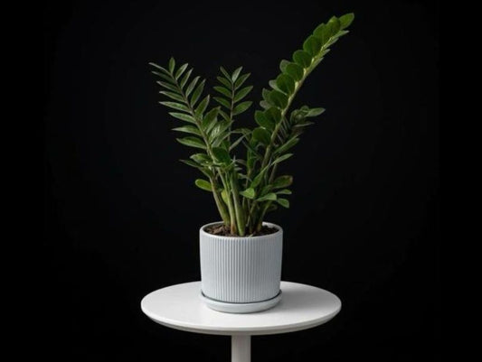 ZZ Plant Medium