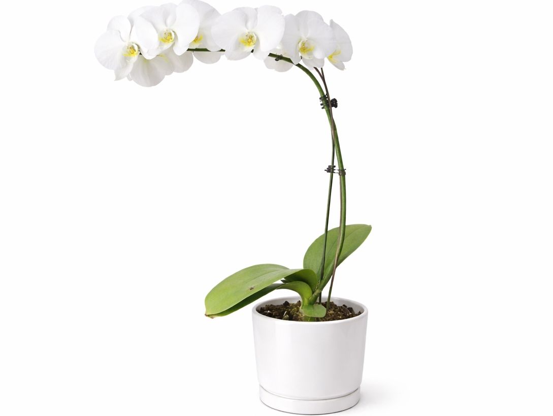 Single Stem White Orchid in Ceramic Pot