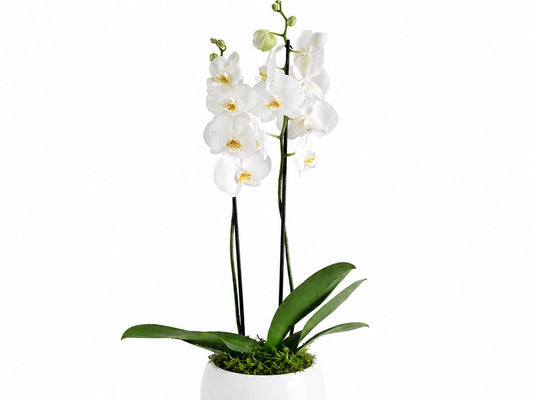 Mini 2 Stem White Orchid with Pot
