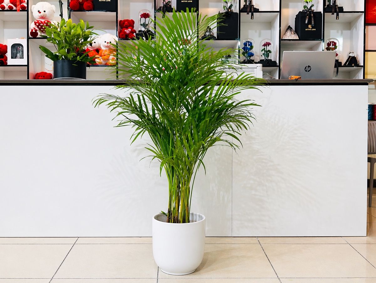 Holland Areca Palm Medium Size in White Ceramic Pot