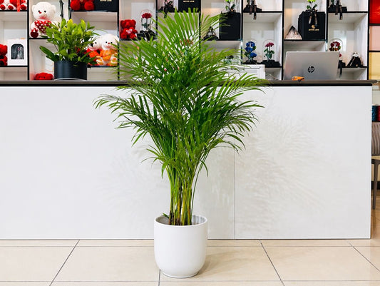 Holland Areca Palm Medium Size in White Ceramic Pot