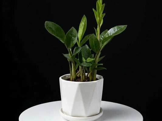 Zamia Culcus Plant - Small