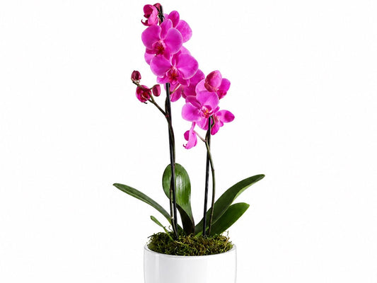 2 Stems Mini Purple Orchid