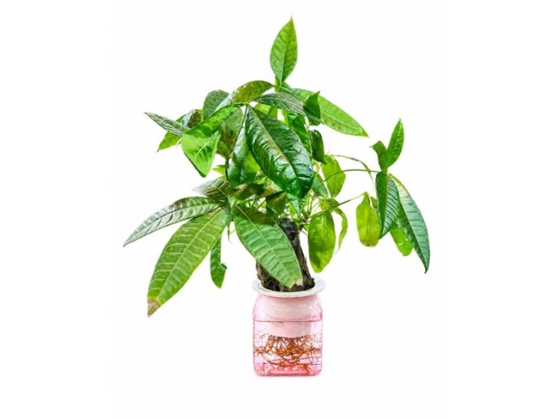 Money Plant Hydro (Clear Vase – Pink Base)